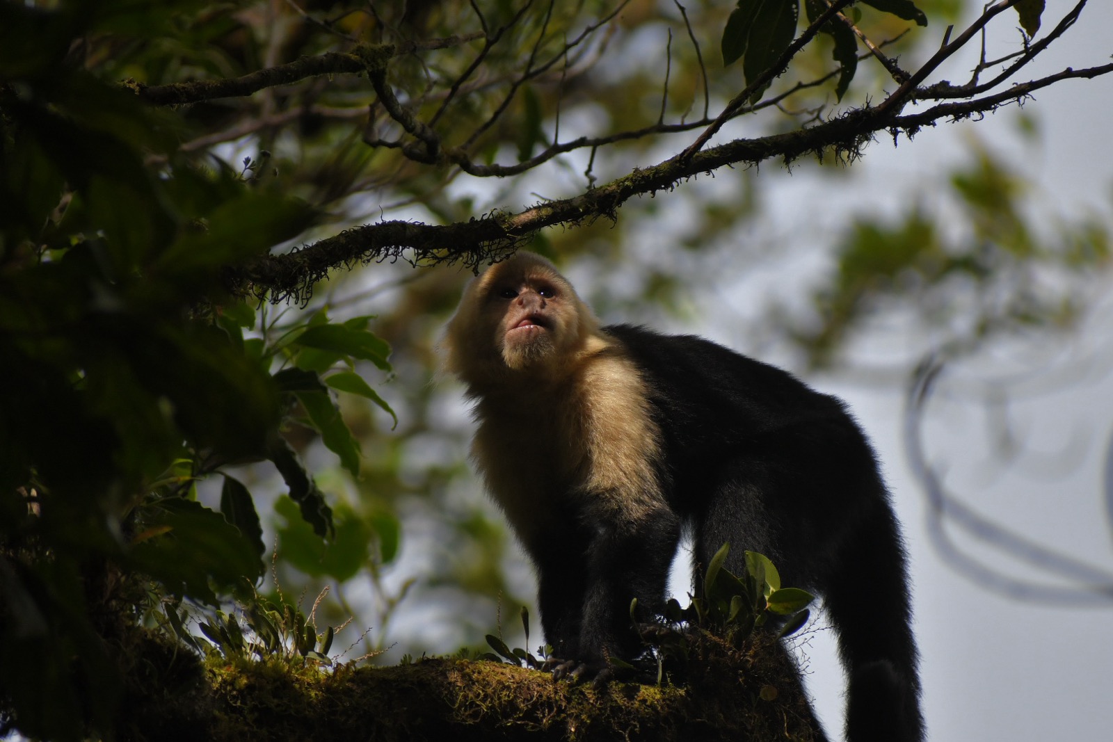 Monteverde, Costa Rica